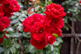 Stock Image: red roses in garden