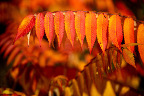 Stock Image: Red Rowan Leaves