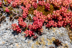 Stock Image: Red Sedum Spathulifolium