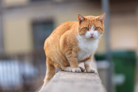 Stock Image: Red street cat in Portugal