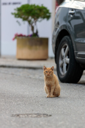 Stock Image: Red street cat in Portugal with only one eye