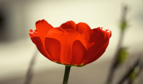 Stock Image: red tulip