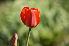 Stock Image: red tulip