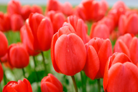 Stock Image: Red Tulip