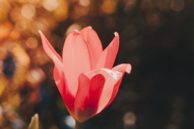 Stock Image: Red Tulip Flower Blossom Close-Up