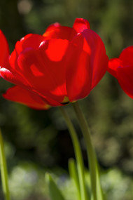 Stock Image: red tulip flower in april