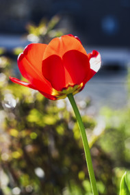 Stock Image: red tulip flower in spring