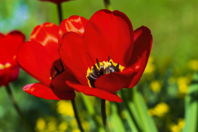 Stock Image: red tulip flowers in april - springtime
