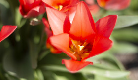 Stock Image: red tulip spring flower