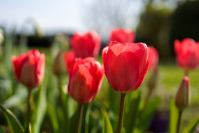 Stock Image: Red tulips
