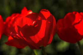 Stock Image: red tulips april
