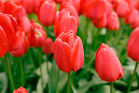 Stock Image: Red Tulips Background in May
