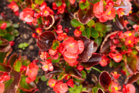 Stock Image: Red Wax Begonia