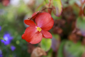 Stock Image: Red Wax begonia Flower Close Up