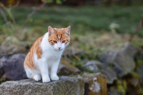 Stock Image: Red white cat sitting on a rock