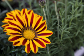 Stock Image: red yellow gazania flowers