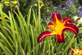 Stock Image: red yellow lily