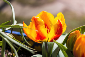 Stock Image: red yellow orange tulips