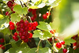 Stock Image: Redcurrant. Ripe and Fresh Organic Red Currant Berries Growing