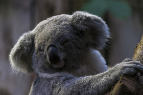 Stock Image: relaxed koala