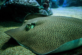 Stock Image: reticulate whipray