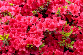Stock Image: Rhododendron