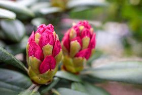 Stock Image: Rhododendron buds