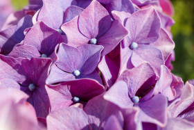 Stock Image: Rhododendron dauricum blossom close up