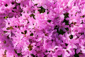 Stock Image: Rhododendron obtusum