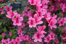 Stock Image: Rhododendron Ponticum Filigran