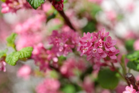 Stock Image: Ribes sanguineum blooming in spring