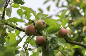 Stock Image: Ripe apples on a branch
