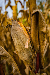 Stock Image: Ripe corn on the cob
