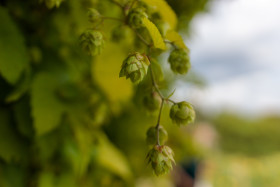 Stock Image: Ripe hops