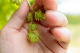 Stock Image: Ripe hops in hand