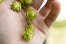 Stock Image: Ripe hops in the hand