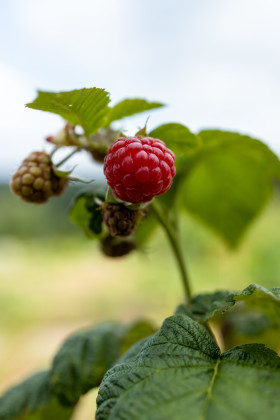 Stock Image: Ripe raspberry