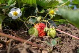 Stock Image: Ripe strawberry in August