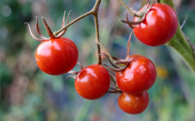 Stock Image: Ripe tomatoes