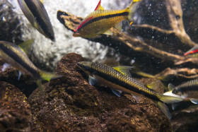 Stock Image: river fish