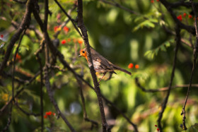 Stock Image: Robin on a birds tree