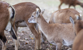 Stock Image: Roe deer