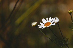 Stock Image: roman chamomile