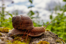 Stock Image: Roman snail