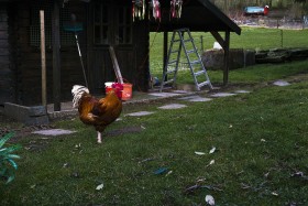 Stock Image: rooster in garden