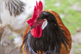 Stock Image: Rooster Portrait