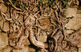 Stock Image: root overgrown wall