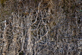 Stock Image: Root texture