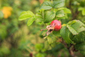 Stock Image: Rosehip