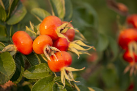Stock Image: rose hip in august